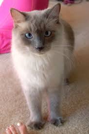 Pin By Wulan Busono On Cute Animals Balinese Cat Pretty Cats Simease Cats
