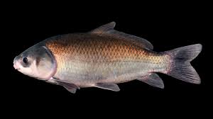 Image result for Cissus humbertii