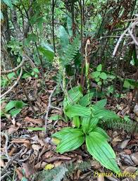 Image result for Liparis nervosa