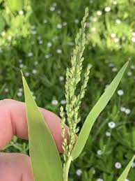 Image result for Urochloa umbellata