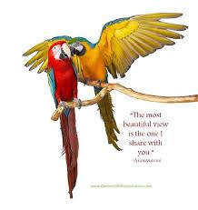 More Quotes Pictures Under Birds Quotes Love Birds Quotes Bird Quotes Parrot Quotes