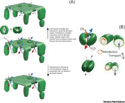 Mechanism Of Stomatal Movement