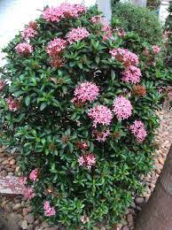 Ixora Plant With Pink Flowers Plants With Pink Flowers Plants Florida Plants Landscaping