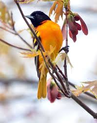 Birds Native To Maryland Male Baltimore Oriole Birds Pet Birds Beautiful Birds
