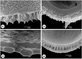 Image result for Hedythyrsus thamnoideus