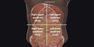 The left lower quadrant includes the left iliac fossaand half of the flank. Understanding Abdominal Divisions Anatomy Snippets Complete Anatomy
