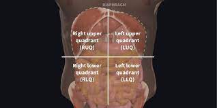 First, let's take a look at the four quadrants, which are created by an intersecting horizontal (transverse) plane, also called the transumbilical plane, and a median. Understanding Abdominal Divisions Anatomy Snippets Complete Anatomy