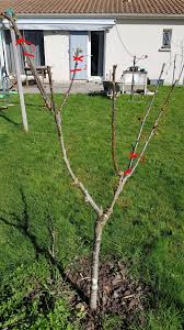 Epingle Sur Taille Arbre Fruitier