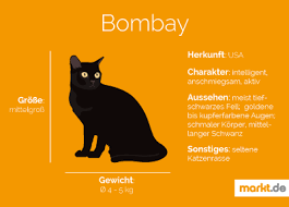 Weise auf dem zettel darauf hin, dass die nachbarschaft auch in ihren kellern und auf den dachböden nachsieht. 110 Markt De Katzen Ideen Katzen Katzenrassen Katzen Rassen