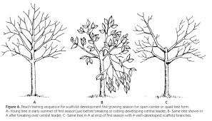 Also on waimea nurseries starting an espaliered fruit tree Traing And Pruning Of Fruits Crops