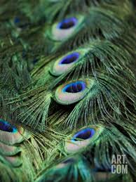 Peacock Feather Detail Photographic Print Tim Laman Art Com Oversized Art Peacock Photographic Print