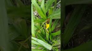 Image result for Hypoxis kilimanjarica
