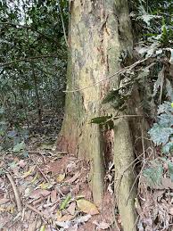 Image result for Strombosia