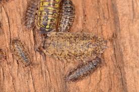 Kellerasseln (lateinischer name porcellio scaber) werden zoologisch übrigens nicht zu den insekten gezählt. Kellerasseln Nutzlich Oder Schadlich Plantura