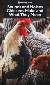 Sounds And Noises Chickens Make And What They Mean