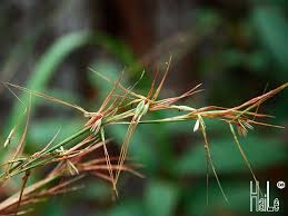 Image result for Hyparrhenia diplandra