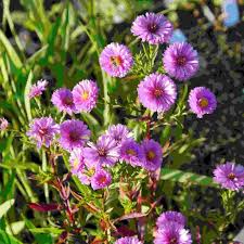 Image result for Asters `Jenny