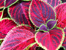 Image result for Coleus sylvestris