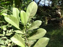 Image result for Suregada