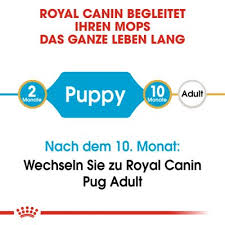 Same category px to rem converter px to em converter px to percentage converter. Royal Canin Breed Pug Puppy Gunstig Kaufen Zooplus