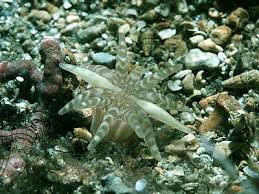 Image result for Chrysanthellum