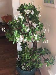 We did not find results for: Jade Tree Flowering Inherited It 6 Years Ago Went Through Some Suffering And Now First Time I Ve Gotten It To Bloom Gardening