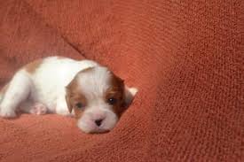 This puppy will come with a 1 year genetic health guarantee, will be posted breed: Champion Ln Akc Cavalier King Charles Spaniel Puppies For Sale In Sturbridge Massachusetts Classified Americanlisted Com