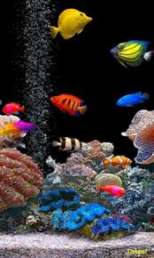 Aquarium Aquarium Live Wallpaper Fish Wallpaper Underwater Wallpaper