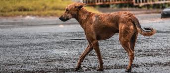 A Matter Of Debate Should Stray Dogs Be Fed In Public Places
