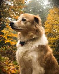 Hi I M Maple A Girl Border Collie Golden Retriever Sheltie Mixed Breed Rescue Dog I Sometimes Play Instrument Mixed Breed Puppies Mixed Breed Dogs Dog Breeds