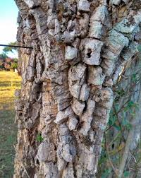 Image result for Schinopsis