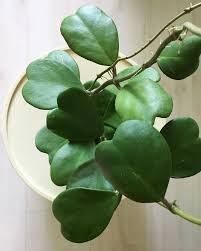 Hoya Kerrii Pflanze Pflegen Schneiden Vermehren Flowers Pflanzen Hoya Pflanzen Bluhende Pflanzen