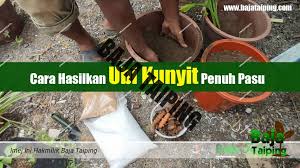 Akar kuning memang memiliki berbagai macam nama latin seperti fibraurea tinctoria, coscinium. Pembekal Baja Taiping Cara Penggunaan Penggalak Akar