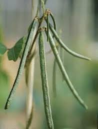 Image result for Vigna umbellata