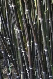 Black Bamboo Plants For Sale Black Bamboo Trees Black Bamboo For Sale Garden Lighting Trees Bamboo Plants Black Bamboo