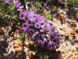 Image result for Emilia violacea