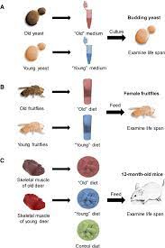 Age Associated Molecular Changes Are Deleterious And May Modulate Life Span Through Diet Science Advances