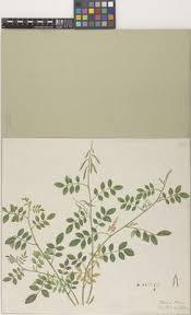 Image result for Microcharis annua