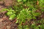 Image result for Copaifera baumiana