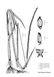 Image result for Sacciolepis africana