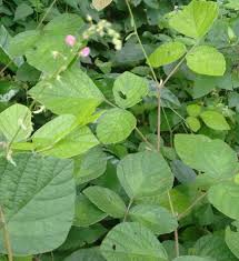 Image result for Pseudarthria