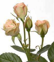 Spray Rose Minou Spray Rose Roses Flowers By Category Sierra Flower Finder