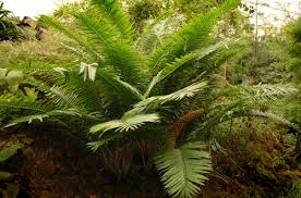 Image result for Encephalartos villosus