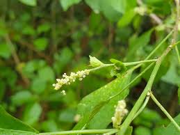 Image result for Acalypha fruticosa