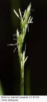 Image result for Carex leptosaccus