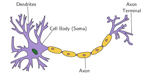 1 Illustration Of The Main Parts Of A Neuron Download Scientific Diagram