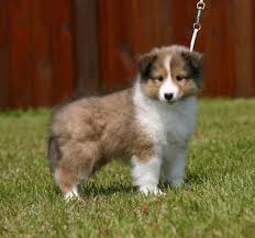 Shetland Sheep Dog Sheep Dog Puppy Cute Animals Cute Puppies