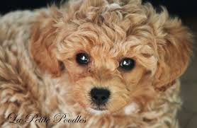 Therefore, after careful research, we decided to add cavapoos as a great alternative. Morningside Cavapoo Puppies Texas The Y Guide