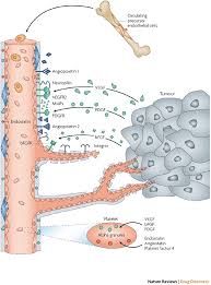 Image result for Angiogenesis