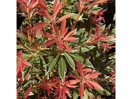 Image result for Pieris japonský obrázek